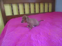 Pearl, a female Dachshund and Miniature Australian Shepherd for sale in Fulton, MO – 5 of 10