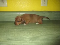 Pearl, a female Dachshund and Miniature Australian Shepherd for sale in Fulton, MO – 5 of 7