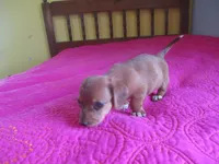 Pearl, a female Dachshund and Miniature Australian Shepherd for sale in Fulton, MO – 8 of 10