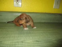 Pearl, a female Dachshund and Miniature Australian Shepherd for sale in Fulton, MO – 4 of 7