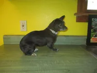 Molly, a female Chihuahua for sale in Fulton, MO – 3 of 10
