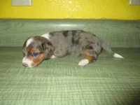 Daisy, a female Dachshund and Miniature Australian Shepherd for sale in Fulton, MO – 5 of 6