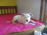 Daisy, a female American Pit Bull Terrier for sale in Fulton, MO – 6 of 10