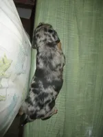 Mazy, a female Dachshund and Miniature Australian Shepherd for sale in Fulton, MO – 4 of 8