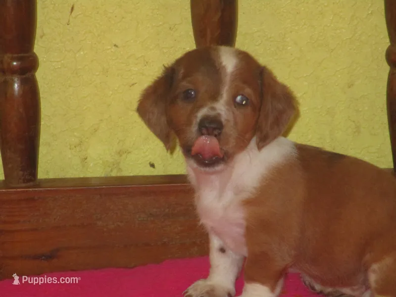Beauty – Dachshund, Miniature Australian Shepherd puppy for sale in Fulton, MO