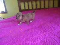 Pearl, a female Dachshund and Miniature Australian Shepherd for sale in Fulton, MO – 6 of 10