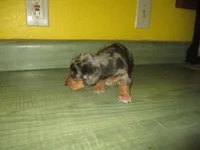 Mazy, a female Dachshund and Miniature Australian Shepherd for sale in Fulton, MO – 3 of 8