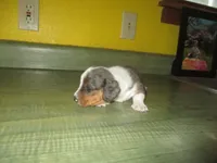 Maxi, a female Dachshund and Miniature Australian Shepherd for sale in Fulton, MO – 7 of 9