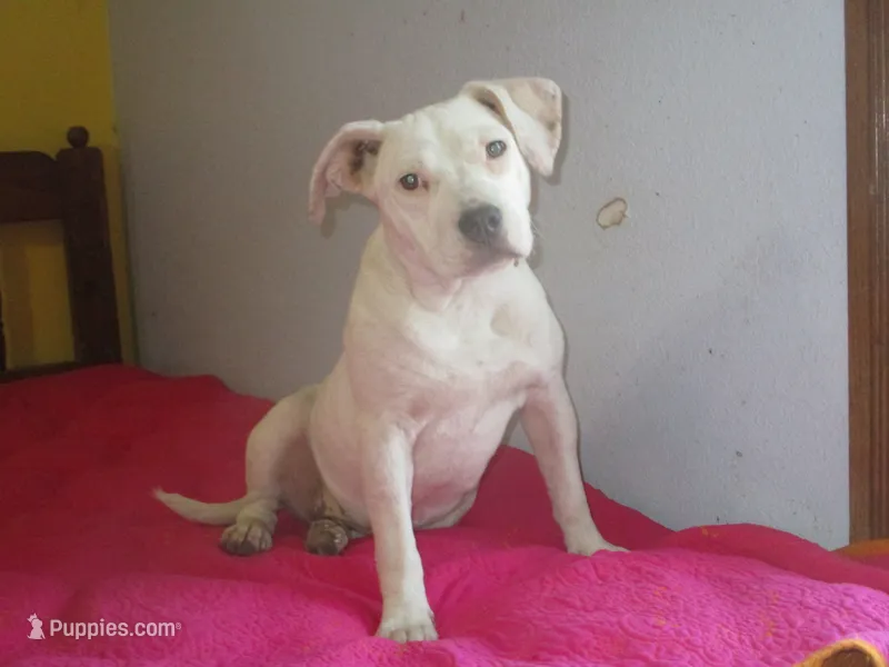 Daisy – American Pit Bull Terrier puppy for sale in Fulton, MO