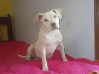 Daisy, a female American Pit Bull Terrier for sale in Fulton, MO – 1 of 10