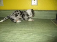 Della, a female Dachshund and Miniature Australian Shepherd for sale in Fulton, MO – 2 of 10