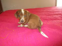 Beauty, a female Dachshund and Miniature Australian Shepherd for sale in Fulton, MO – 5 of 9