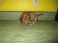 Owen, a male Dachshund and Miniature Australian Shepherd for sale in Fulton, MO – 2 of 8