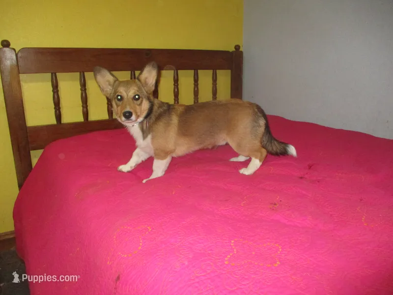 Charlie, a male Pembroke Welsh Corgi for sale in Fulton, MO – 1 of 3