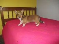 Charlie, a male Pembroke Welsh Corgi for sale in Fulton, MO – 1 of 3