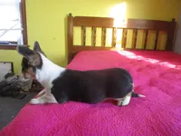 Liam, a male Pembroke Welsh Corgi for sale in Fulton, MO – Photo 4 of 9