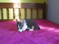 Liam, a male Pembroke Welsh Corgi for sale in Fulton, MO – Photo 7 of 9