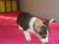 Liam, a male Pembroke Welsh Corgi for sale in Fulton, MO – Photo 8 of 9