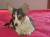 Liam, a male Pembroke Welsh Corgi for sale in Fulton, MO – Photo 6 of 9