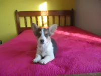 Liam, a male Pembroke Welsh Corgi for sale in Fulton, MO – Photo 3 of 9