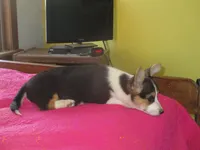 Liam, a male Pembroke Welsh Corgi for sale in Fulton, MO – Photo 5 of 9