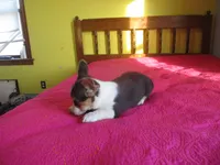 Liam, a male Pembroke Welsh Corgi for sale in Fulton, MO – Photo 2 of 9