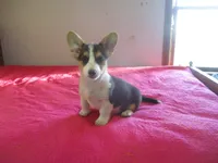 Liam, a male Pembroke Welsh Corgi for sale in Fulton, MO – Photo 1 of 9
