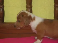 Beauty, a female Dachshund and Miniature Australian Shepherd for sale in Fulton, MO – 6 of 9