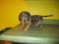 Mazy, a female Dachshund and Miniature Australian Shepherd for sale in Fulton, MO – 4 of 10