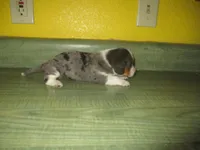 Maxi, a female Dachshund and Miniature Australian Shepherd for sale in Fulton, MO – 5 of 9