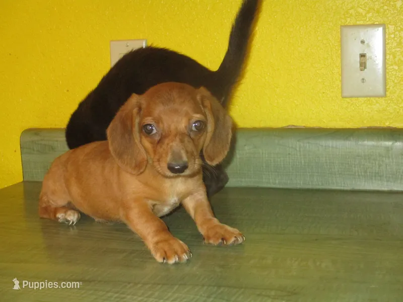 Owen – Dachshund, Miniature Australian Shepherd puppy for sale in Fulton, MO