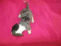 Della, a female Dachshund and Miniature Australian Shepherd for sale in Fulton, MO – 3 of 10
