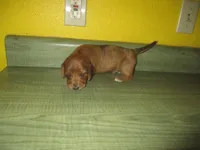 Owen, a male Dachshund and Miniature Australian Shepherd for sale in Fulton, MO – 5 of 8
