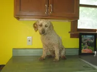 Drake, a male Poodle - Miniature  for sale in Fulton, MO – 8 of 8