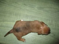 Pearl, a female Dachshund and Miniature Australian Shepherd for sale in Fulton, MO – 2 of 7