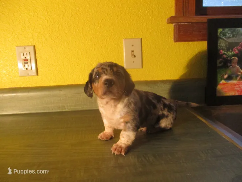 Maxi – Dachshund, Miniature Australian Shepherd puppy for sale in Fulton, MO