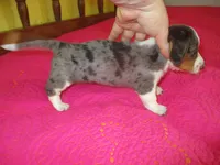 Della, a female Dachshund and Miniature Australian Shepherd for sale in Fulton, MO – 4 of 10