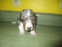 Della, a female Dachshund and Miniature Australian Shepherd for sale in Fulton, MO – 4 of 10