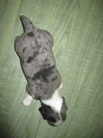Maxi, a female Dachshund and Miniature Australian Shepherd for sale in Fulton, MO – 2 of 9