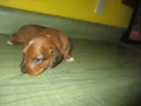 Pearl, a female Dachshund and Miniature Australian Shepherd for sale in Fulton, MO – 3 of 7