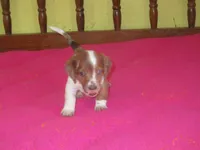 Beauty, a female Dachshund and Miniature Australian Shepherd for sale in Fulton, MO – 7 of 9