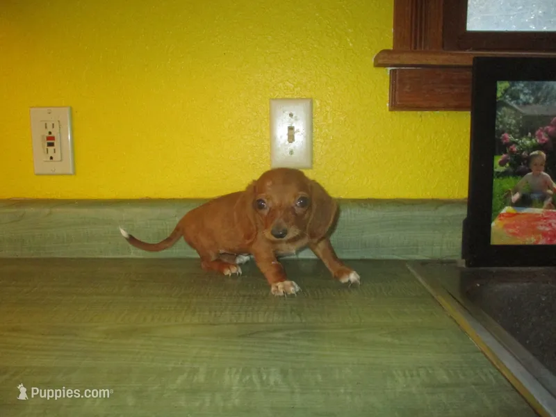Pearl – Dachshund, Miniature Australian Shepherd puppy for sale in Fulton, MO