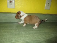 Beauty, a female Dachshund and Miniature Australian Shepherd for sale in Fulton, MO – 4 of 7
