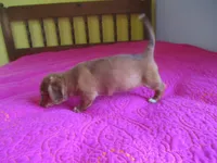 Pearl, a female Dachshund and Miniature Australian Shepherd for sale in Fulton, MO – 7 of 10