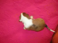 Beauty, a female Dachshund and Miniature Australian Shepherd for sale in Fulton, MO – 2 of 9