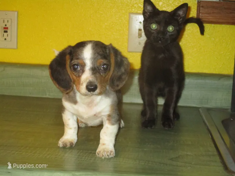 Della – Dachshund, Miniature Australian Shepherd puppy for sale in Fulton, MO