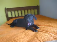 Della, a female American Pit Bull Terrier for sale in Fulton, MO – 3 of 8