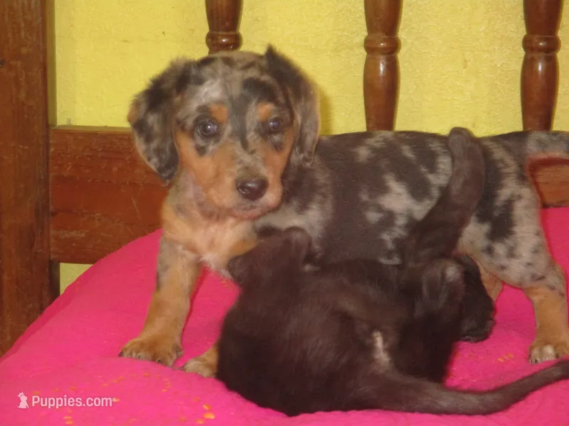 Mazy – Dachshund, Miniature Australian Shepherd puppy for sale in Fulton, MO