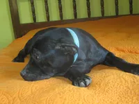 Della, a female American Pit Bull Terrier for sale in Fulton, MO – 8 of 8