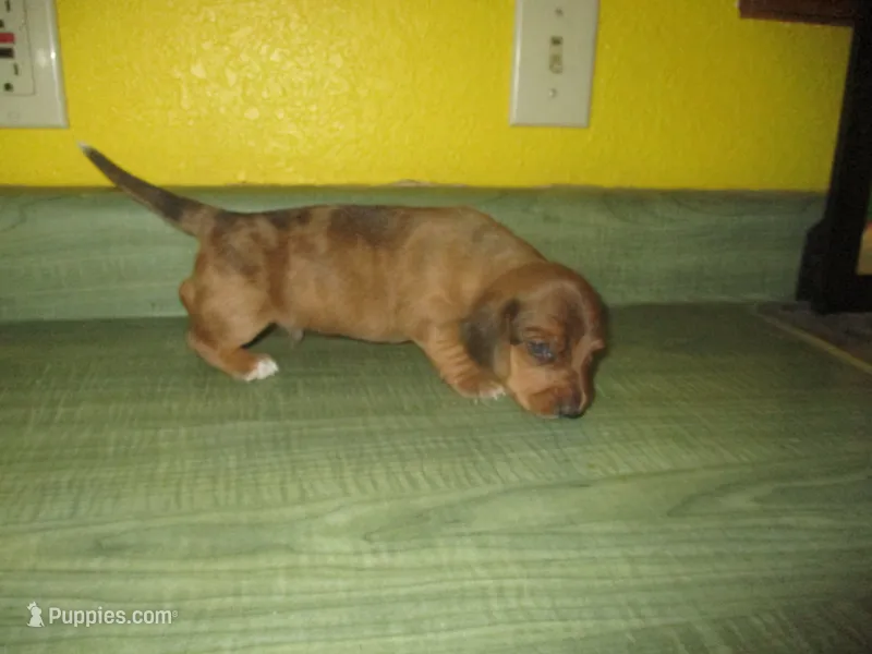 Owen – Dachshund, Miniature Australian Shepherd puppy for sale in Fulton, MO